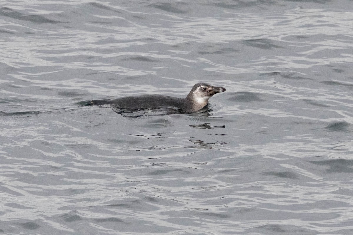 Pingüino Magallánico - ML646936299