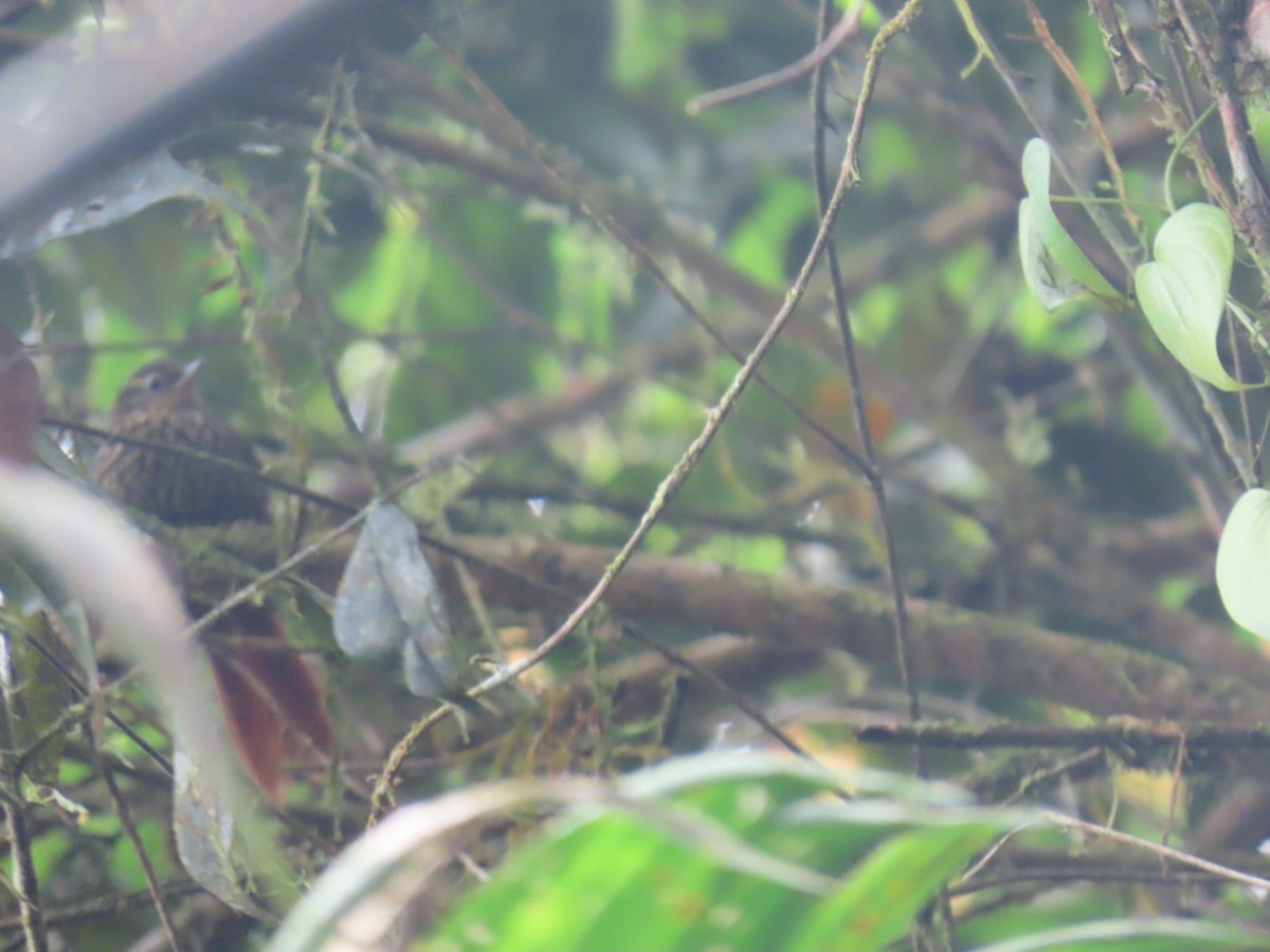 アカバネヒゲオカマドドリ - ML646936301