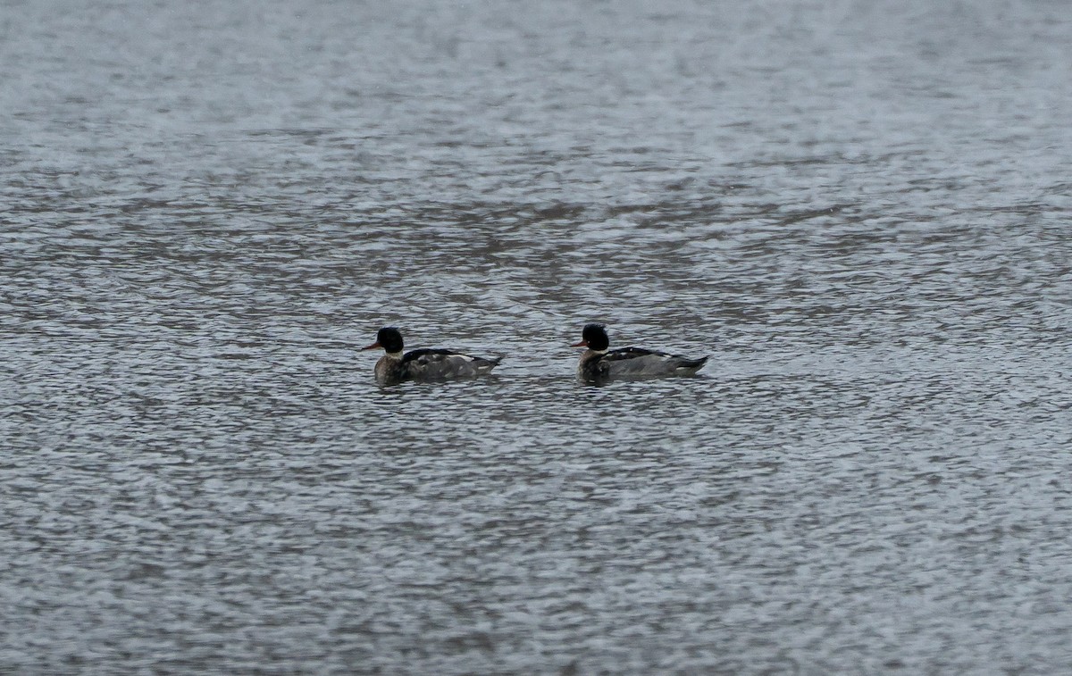 Tarakdiş - ML646936303