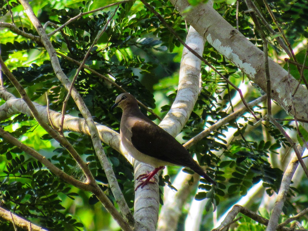 gråpannedue - ML646936306