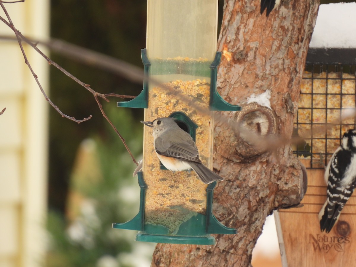 Tufted Titmouse - ML646936311