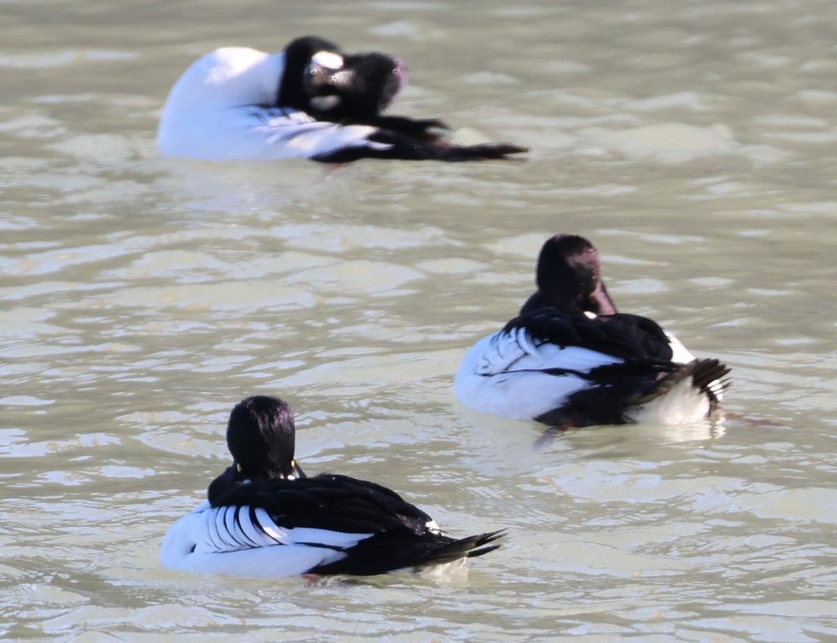Common Goldeneye - ML646936312
