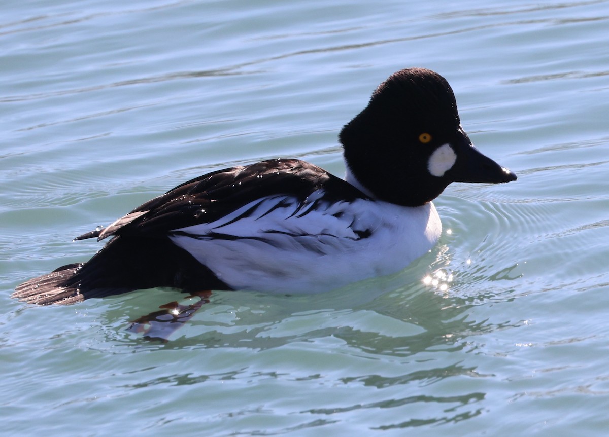 Common Goldeneye - ML646936313