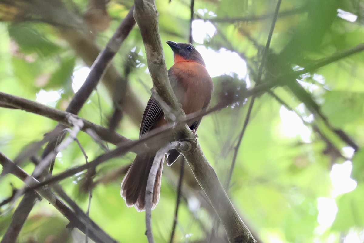 ノドアカアリフウキンチョウ - ML646936317