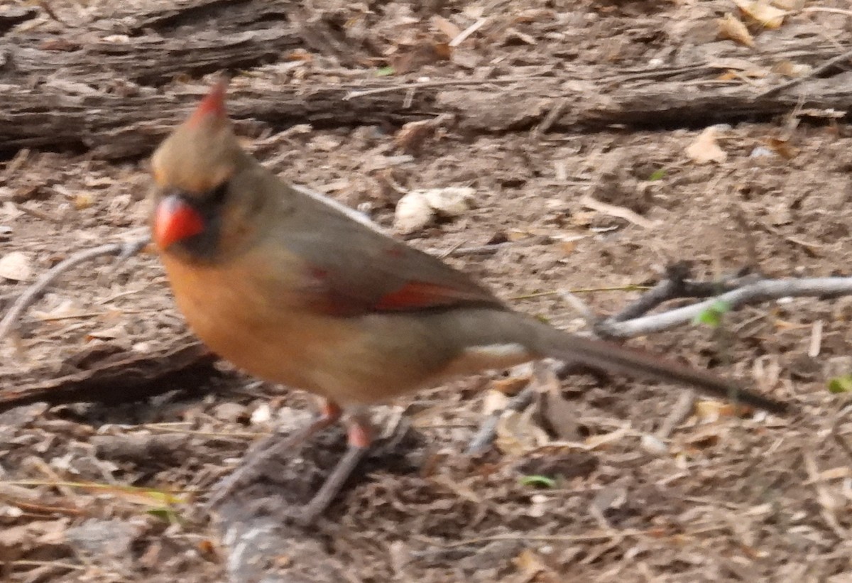 rødkardinal - ML646936319