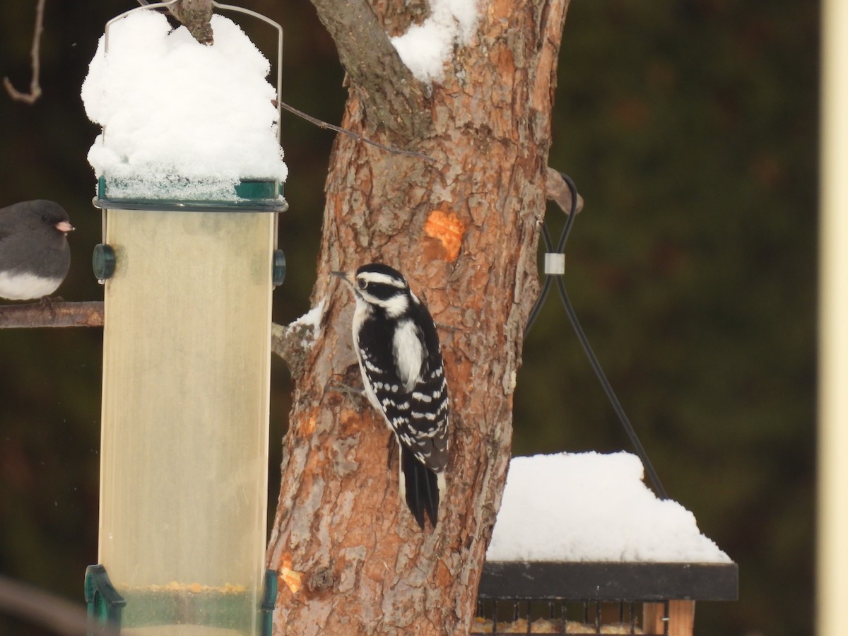 Downy Woodpecker - ML646936320