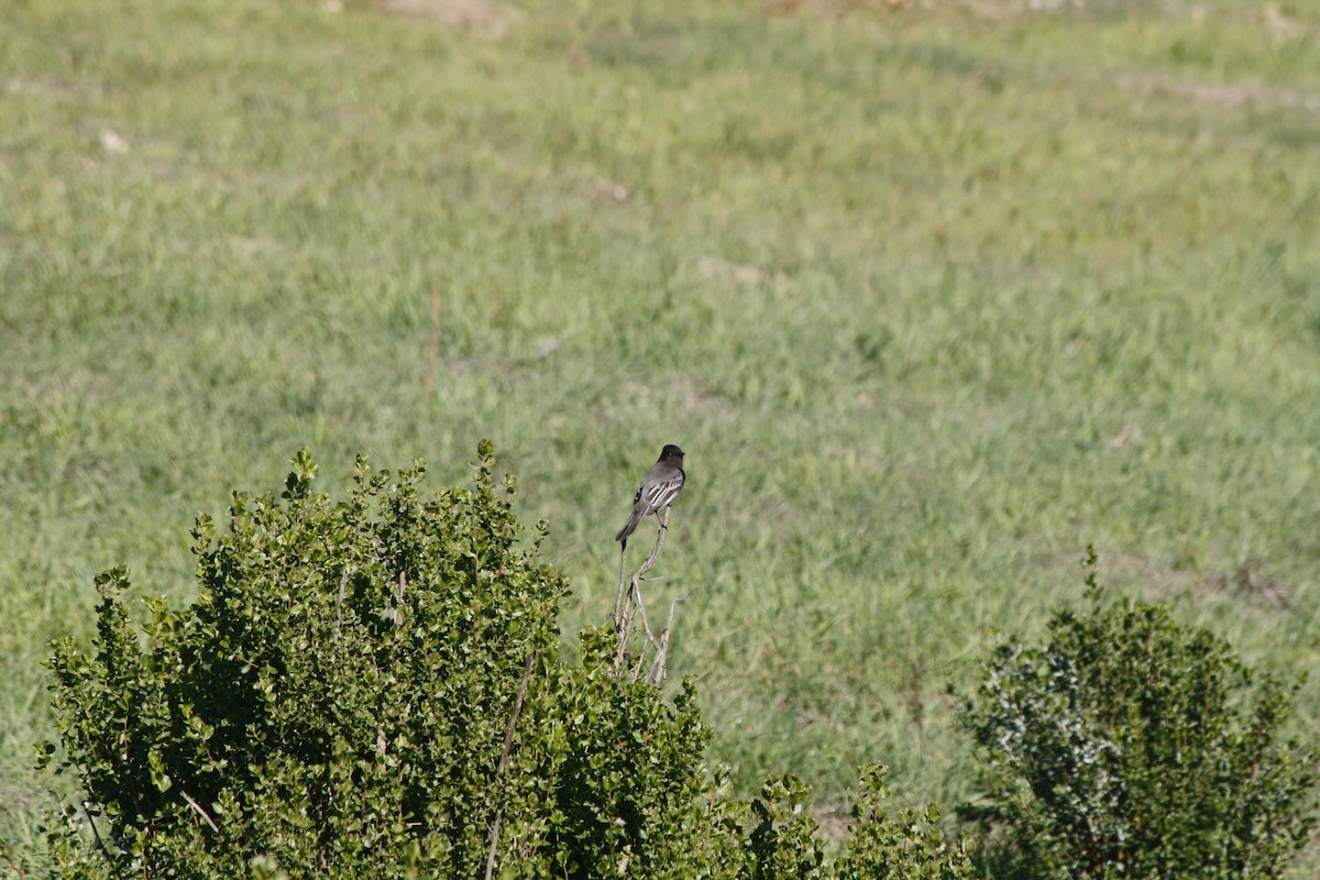 Black Phoebe - ML646936321