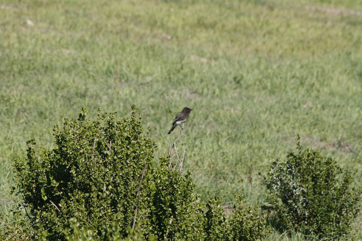 Black Phoebe - ML646936322