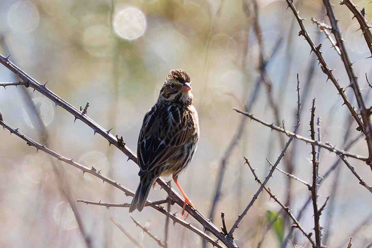 Savannah Sparrow - ML646936324