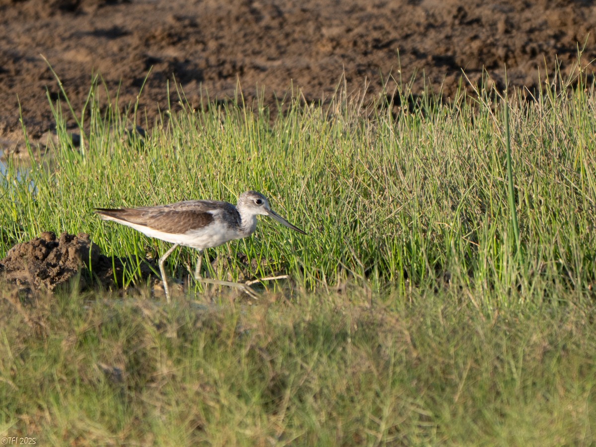 Common Greenshank - ML646936328