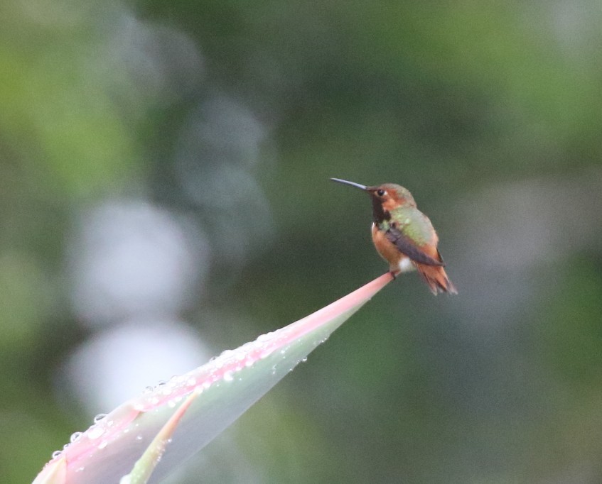 Allen's Hummingbird - ML646936329