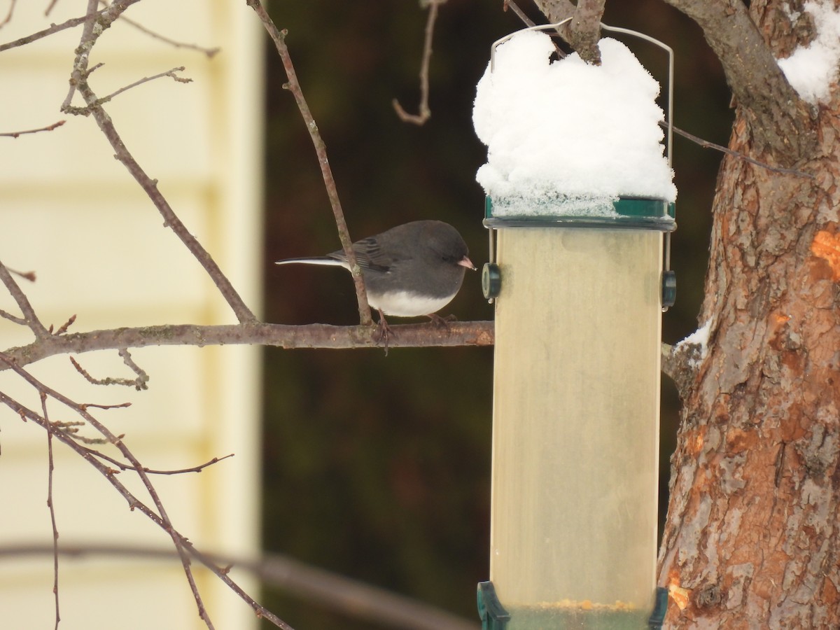 Dark-eyed Junco - ML646936330