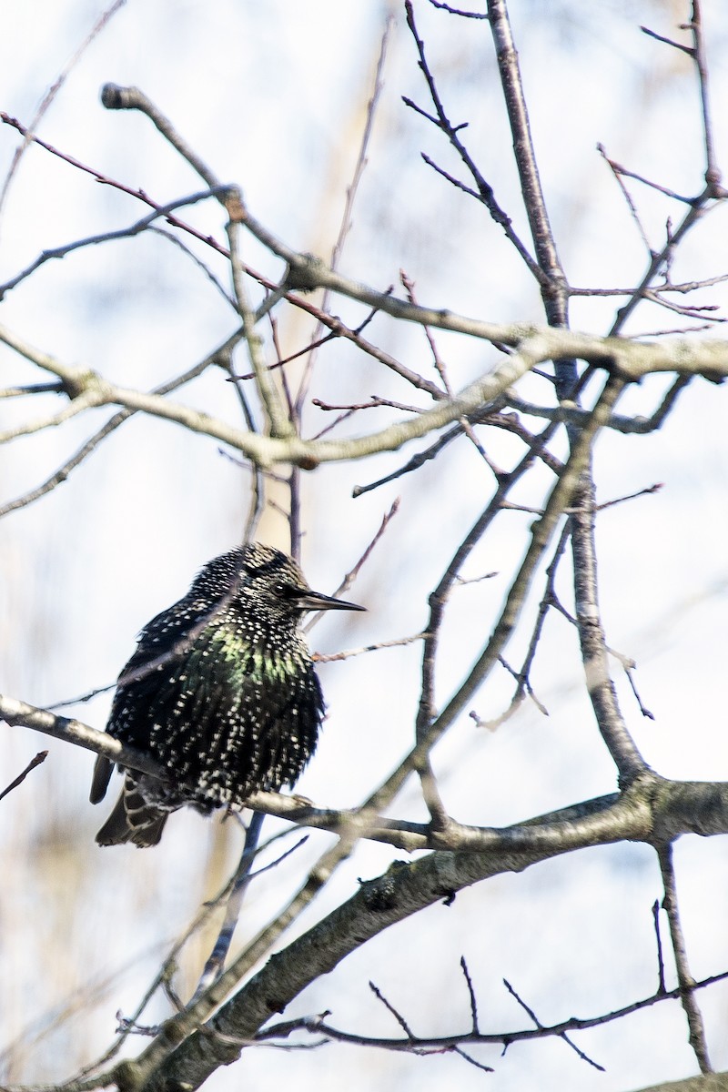 Шпак звичайний - ML646936334