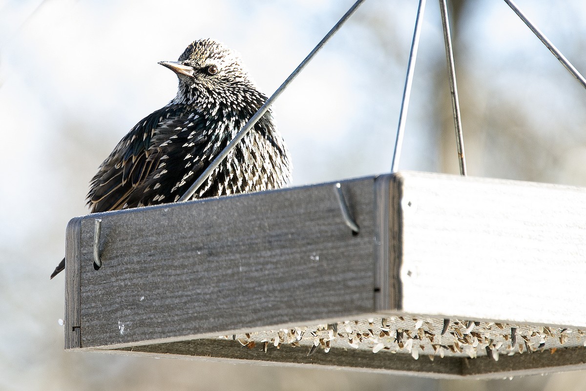 Шпак звичайний - ML646936336