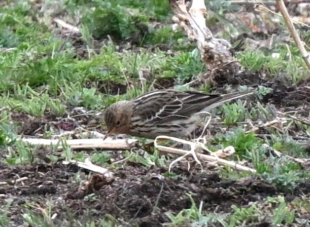 Txirta lepagorria - ML646936337