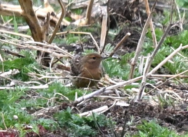 Txirta lepagorria - ML646936338