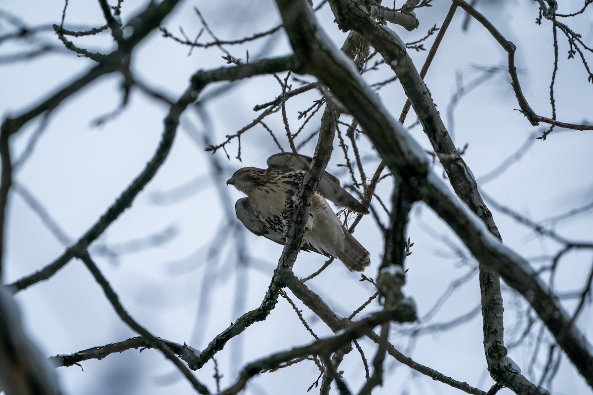 Kızıl Kuyruklu Şahin - ML646936342