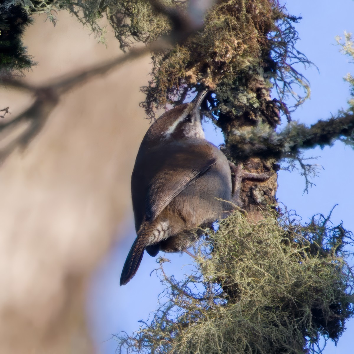 Troglodyte de Bewick - ML646936344