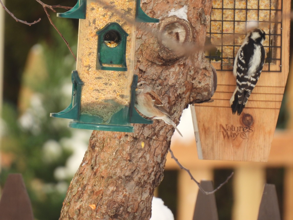 American Tree Sparrow - ML646936346