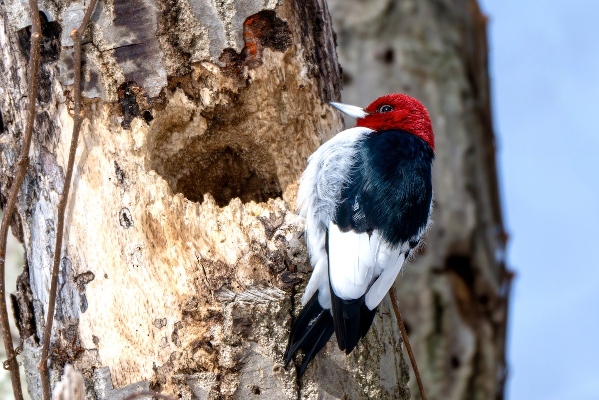 Red-headed Woodpecker - ML646936349
