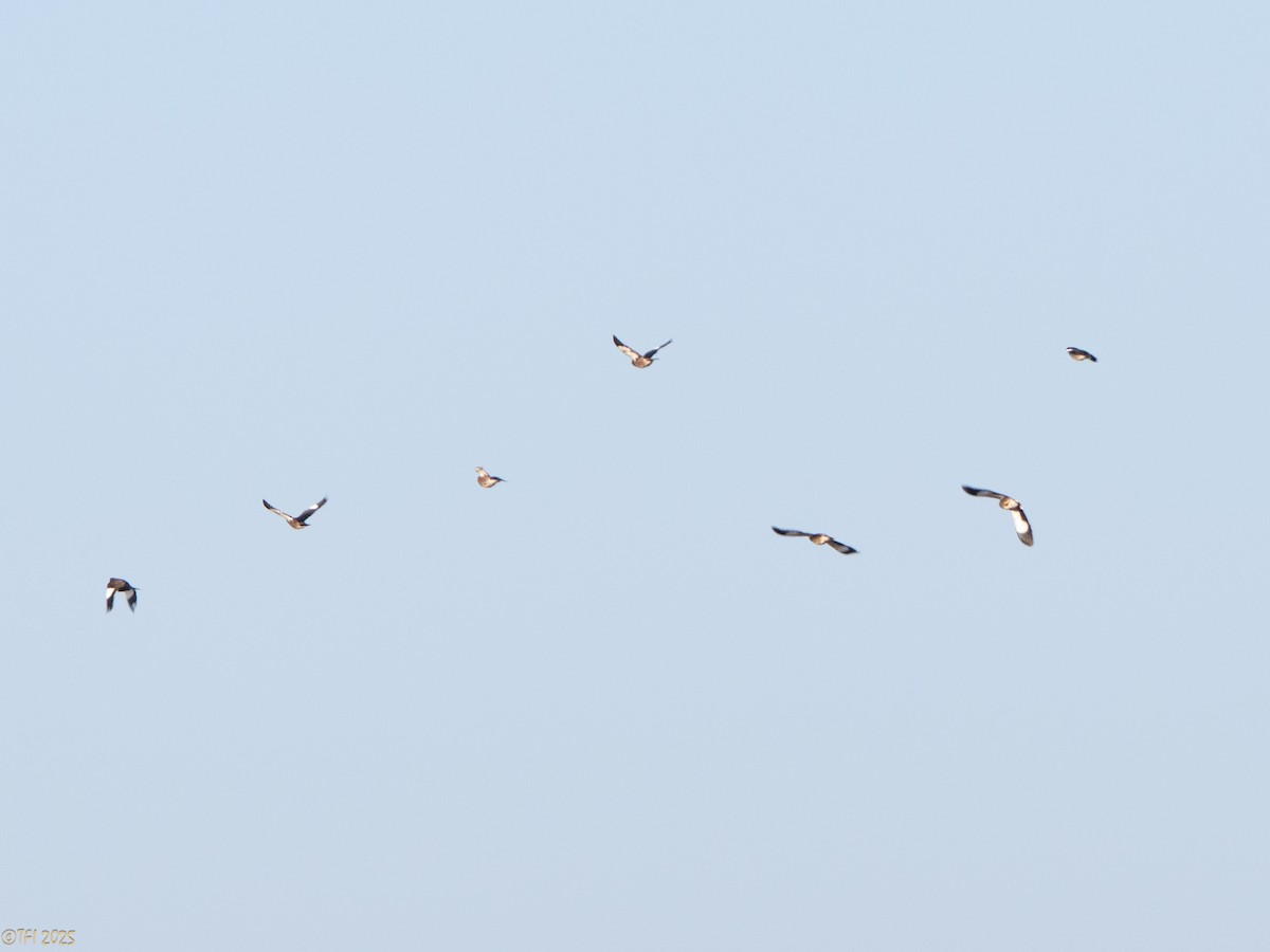 Common Myna - ML646936351