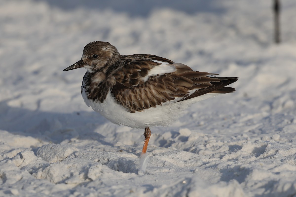 Крем'яшник звичайний - ML646936354