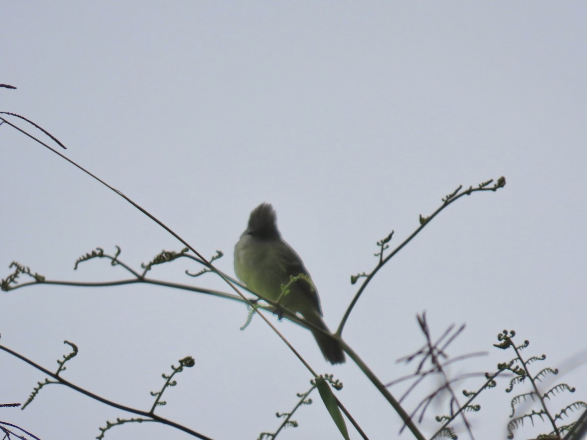 Yellow-bellied Elaenia - ML646936355