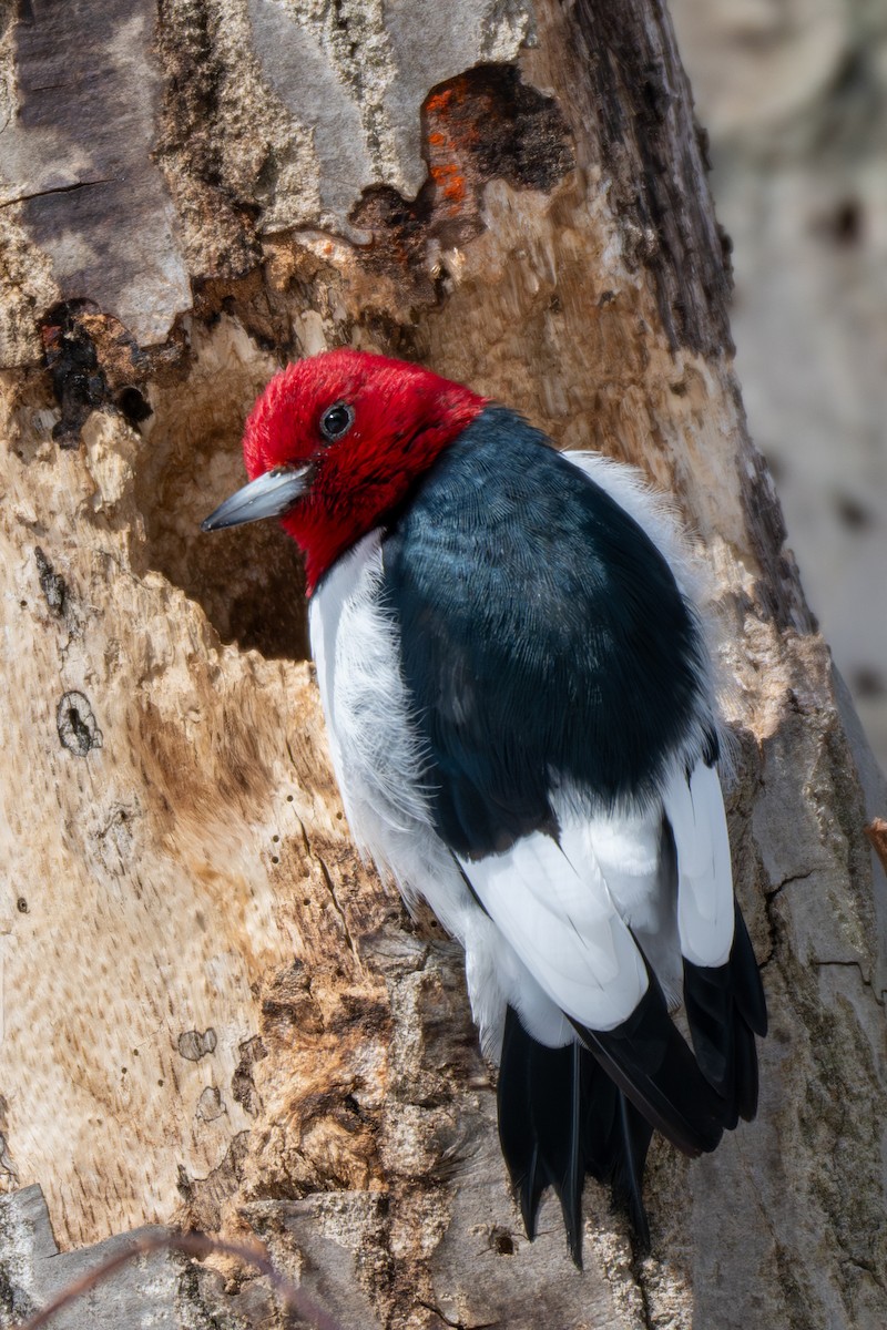 Red-headed Woodpecker - ML646936356