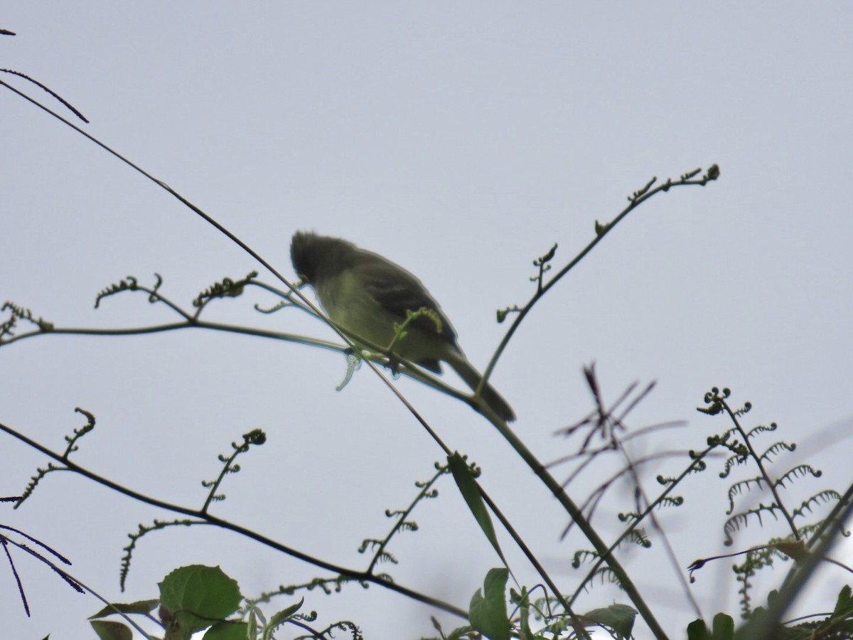 Yellow-bellied Elaenia - ML646936357