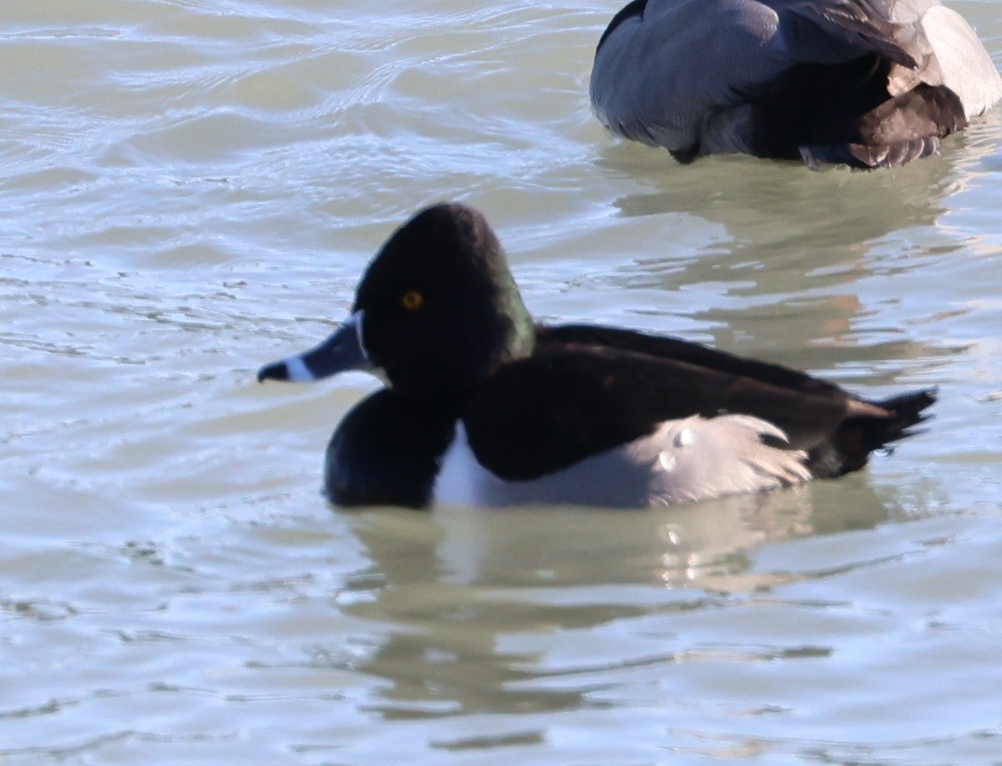 Ring-necked Duck - ML646936359