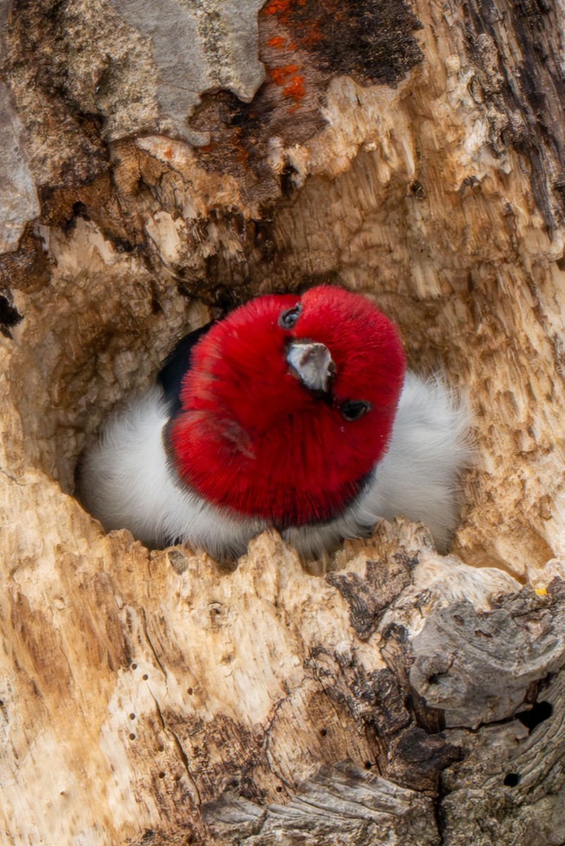 Red-headed Woodpecker - ML646936361
