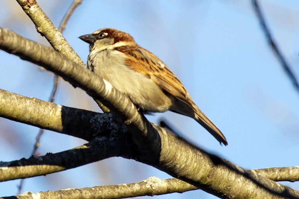 Горобець хатній - ML646936362