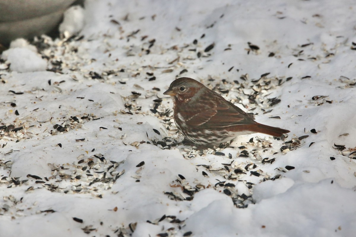 Fox Sparrow - ML646936364