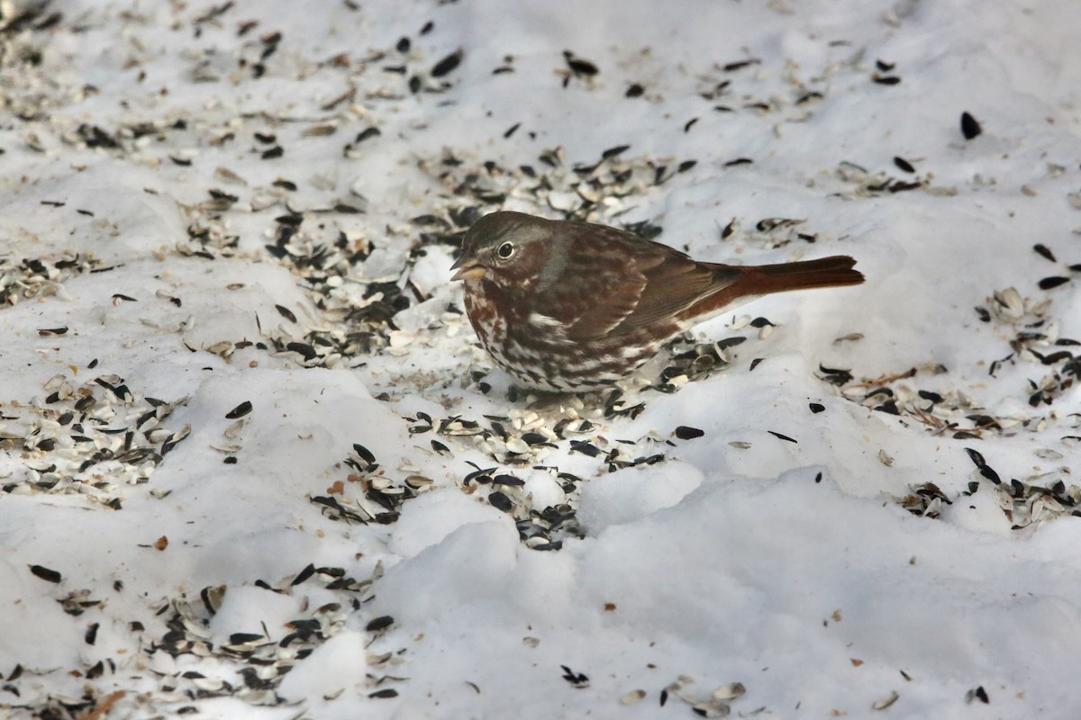 Fox Sparrow - ML646936365