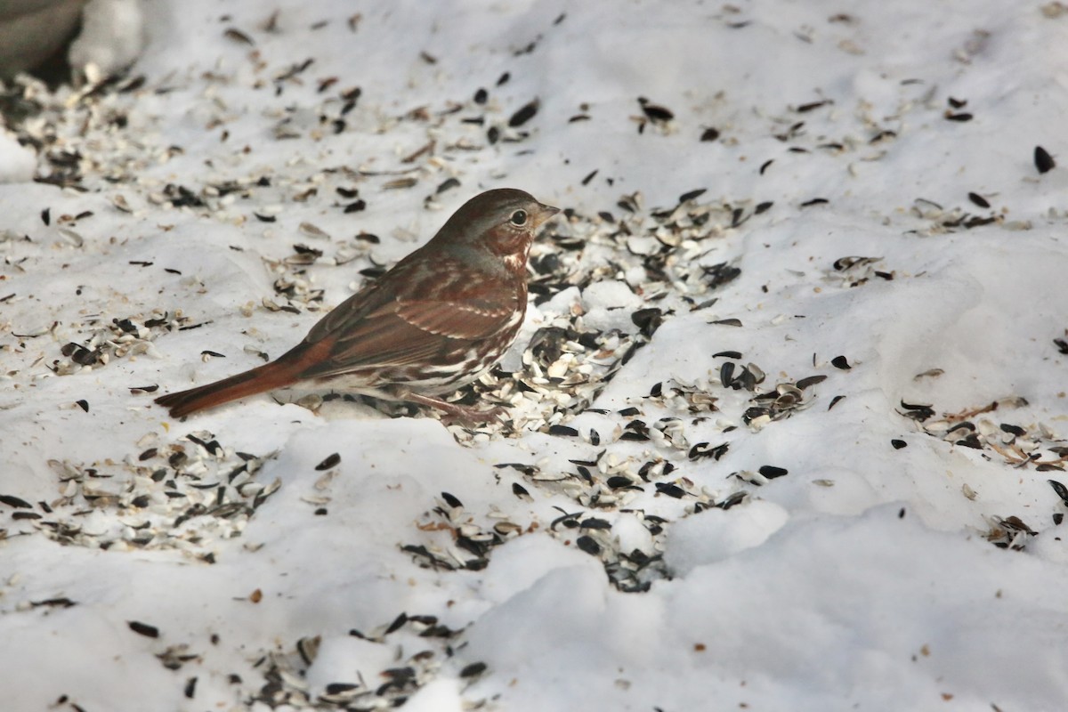 Fox Sparrow - ML646936366