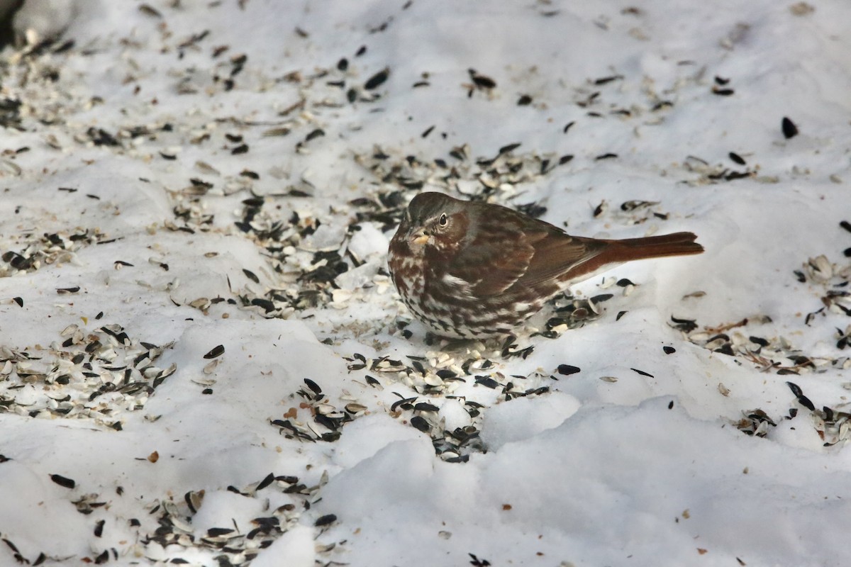 Fox Sparrow - ML646936367