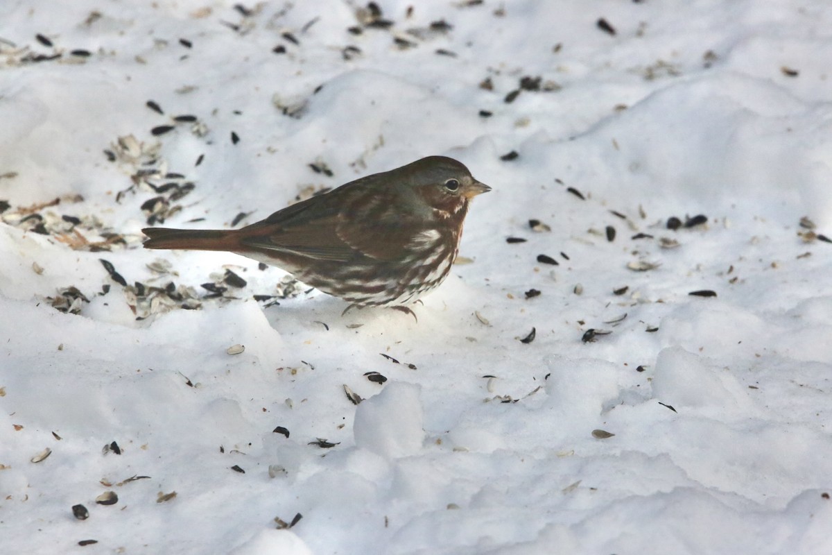 Fox Sparrow - ML646936368