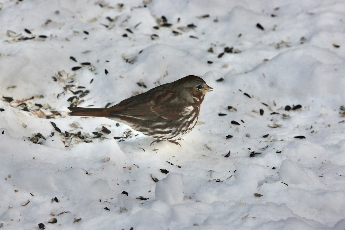 Fox Sparrow - ML646936369