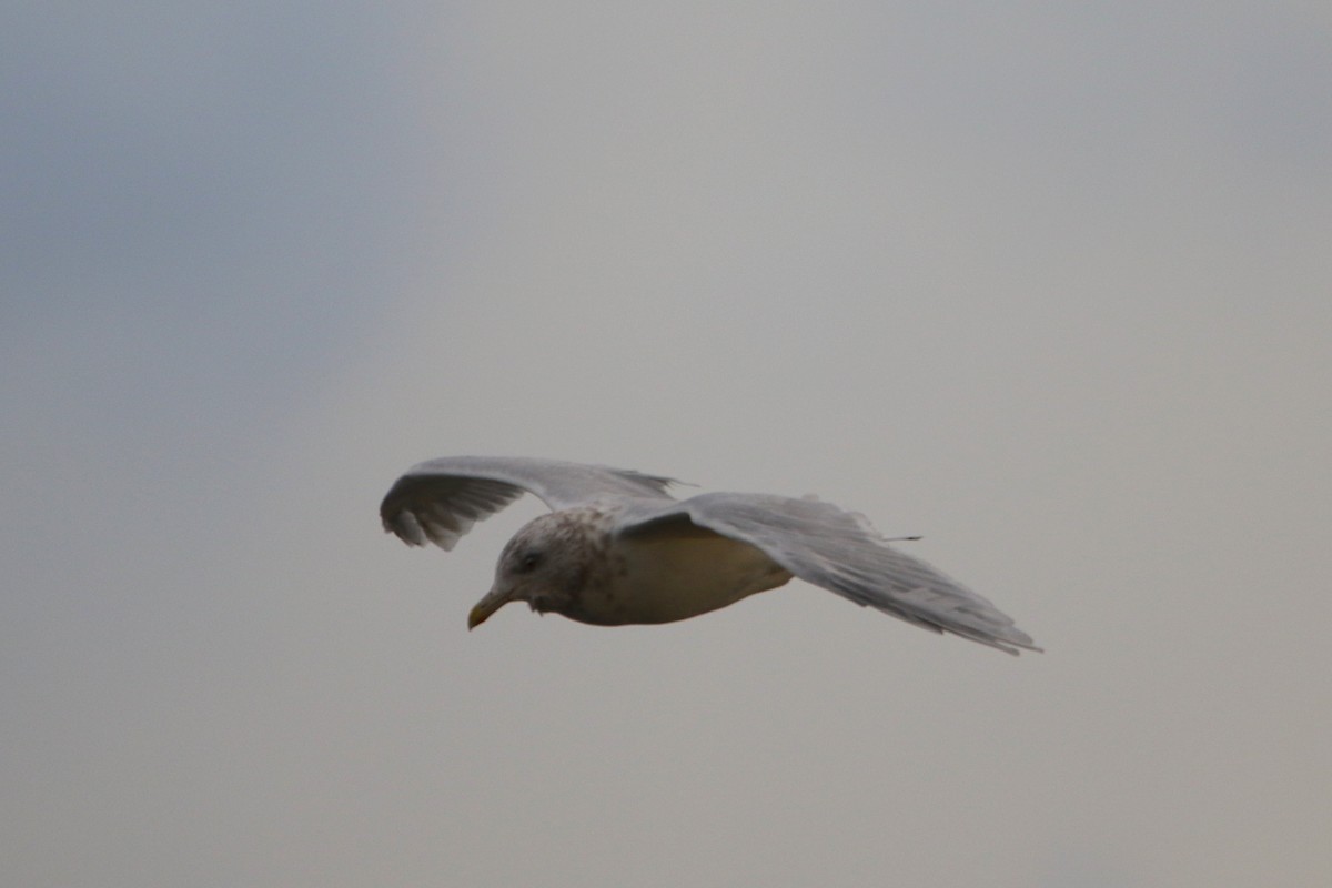 Gavión Hiperbóreo - ML646936373