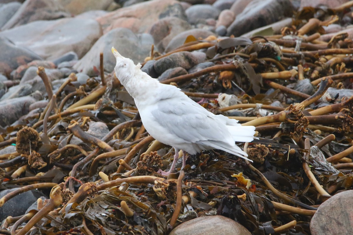 Gavión Hiperbóreo - ML646936374