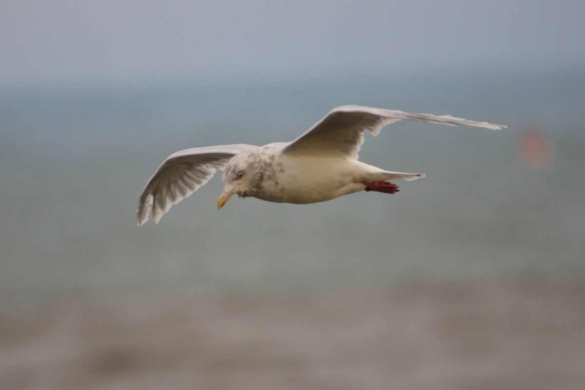 Gavión Hiperbóreo - ML646936375