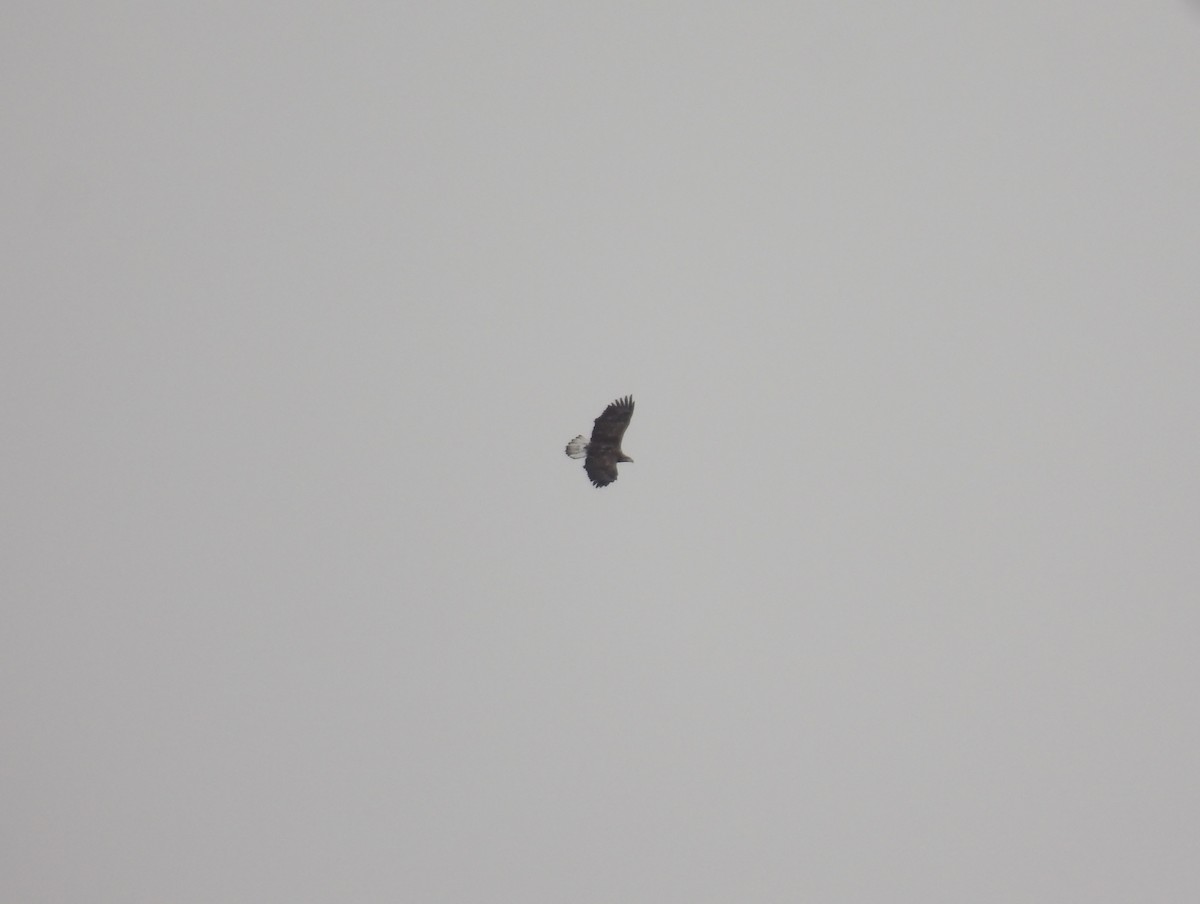 Bald Eagle - ML646936377