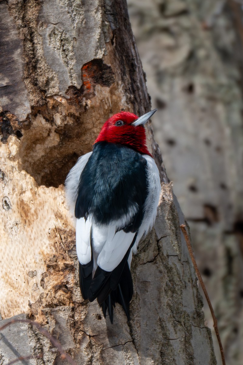 Red-headed Woodpecker - ML646936378