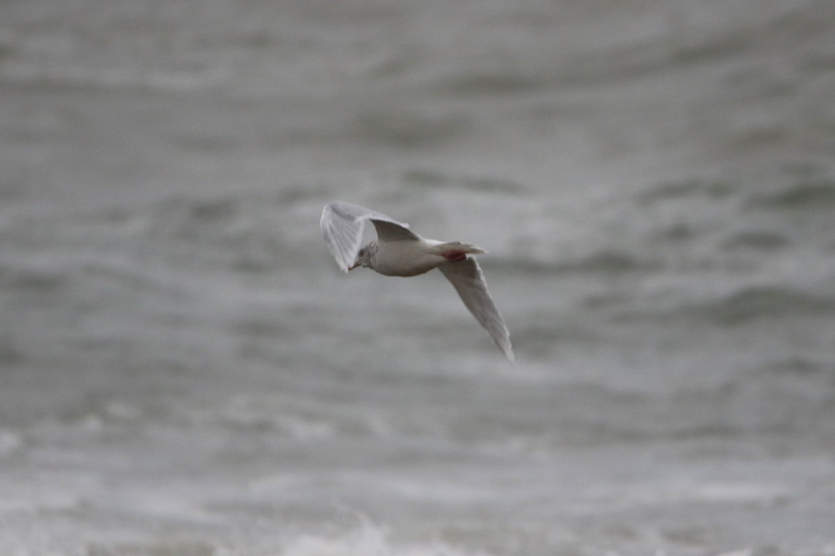 Gavión Hiperbóreo - ML646936379