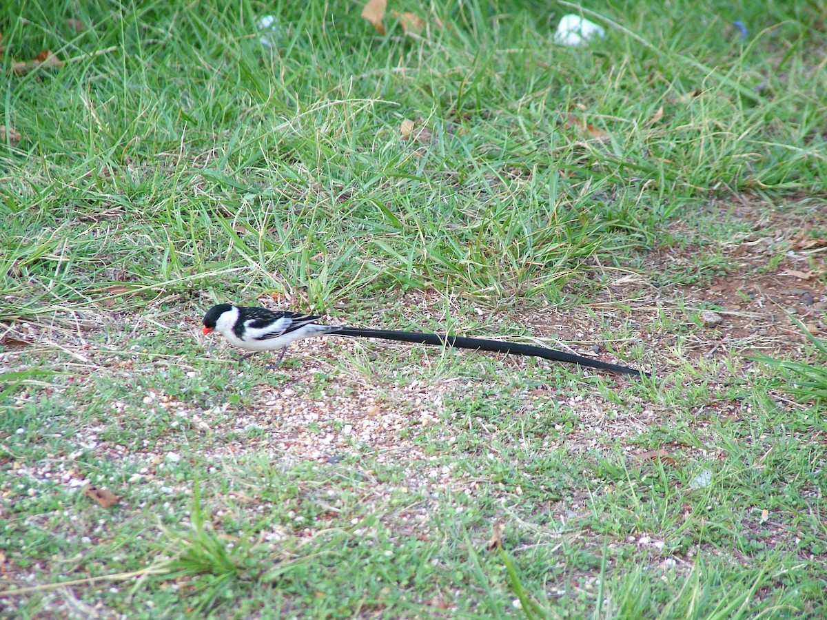 Вдовичка білочерева - ML646936383