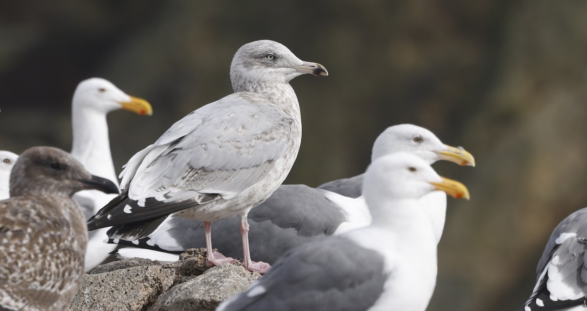 アメリカセグロカモメ - ML646936386