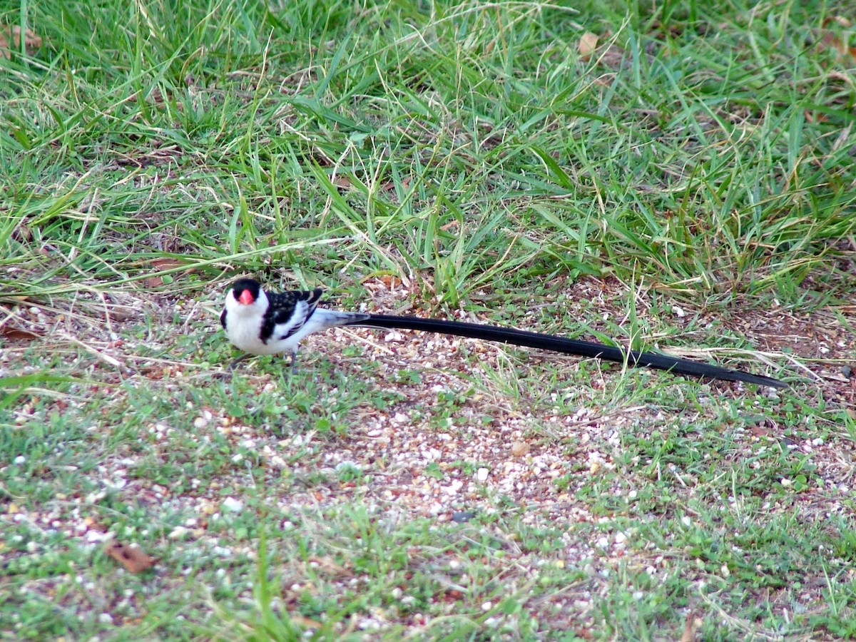 Вдовичка білочерева - ML646936389