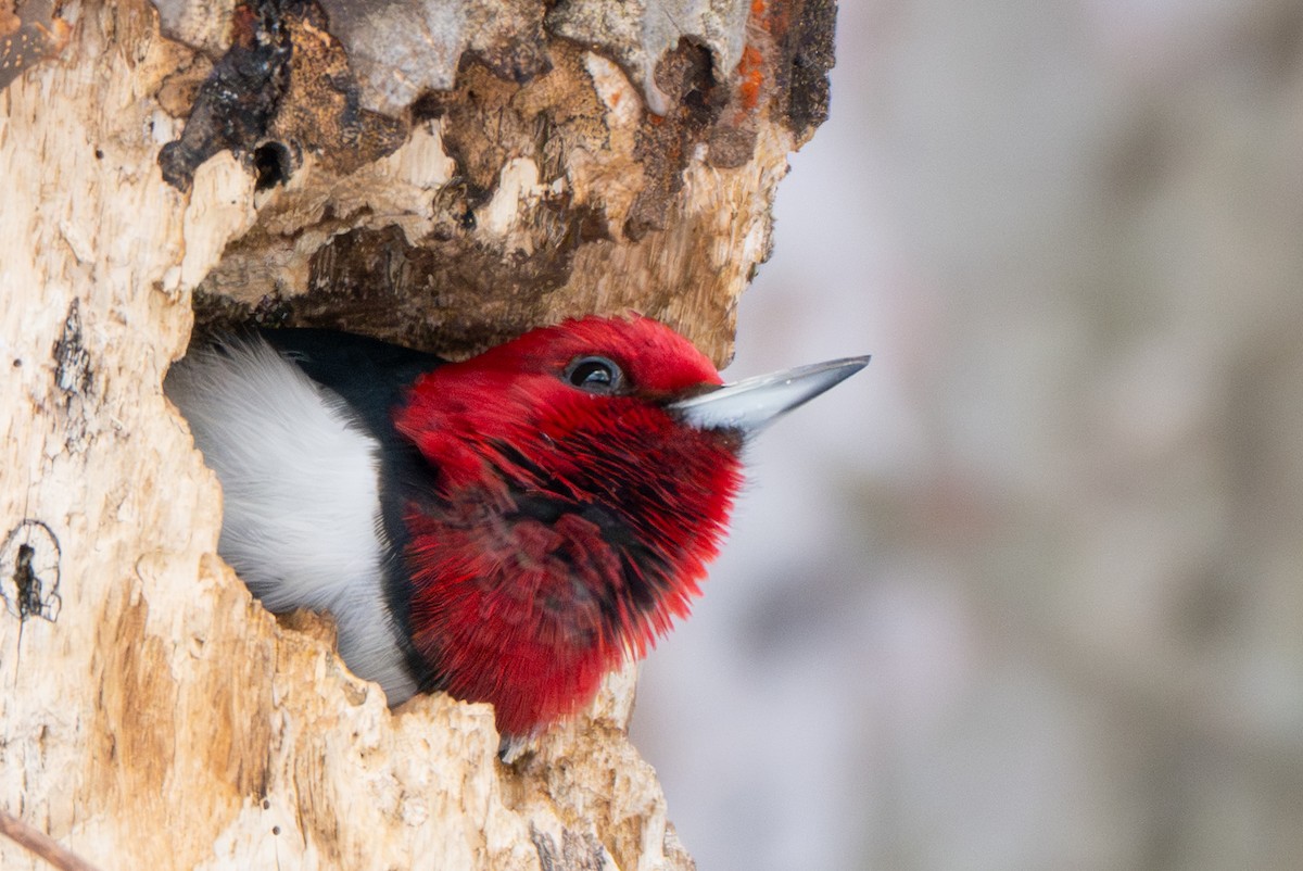 Red-headed Woodpecker - ML646936390