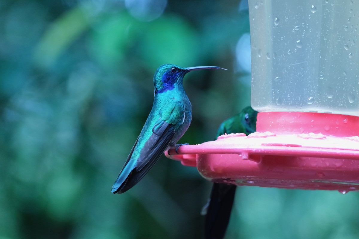 Lesser Violetear - ML646936395