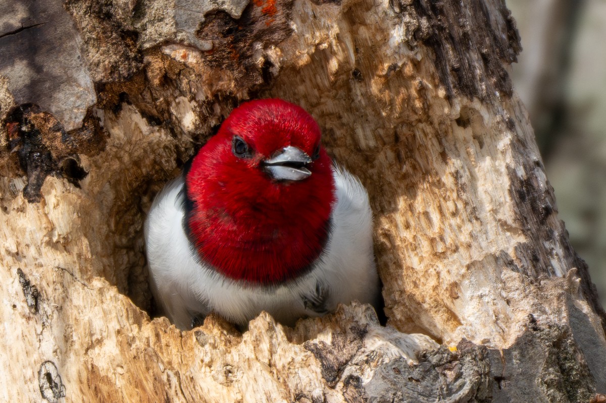 Red-headed Woodpecker - ML646936398